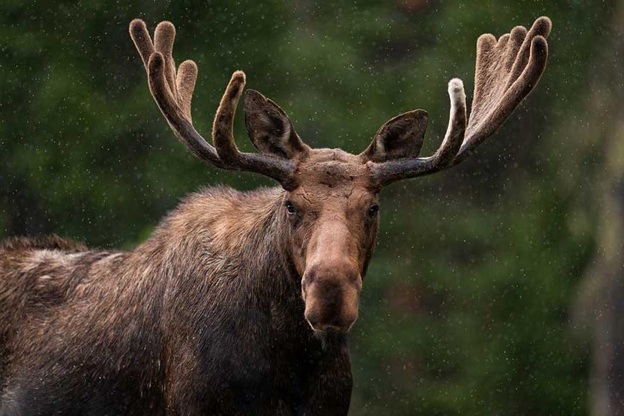 A moose in the wilderness